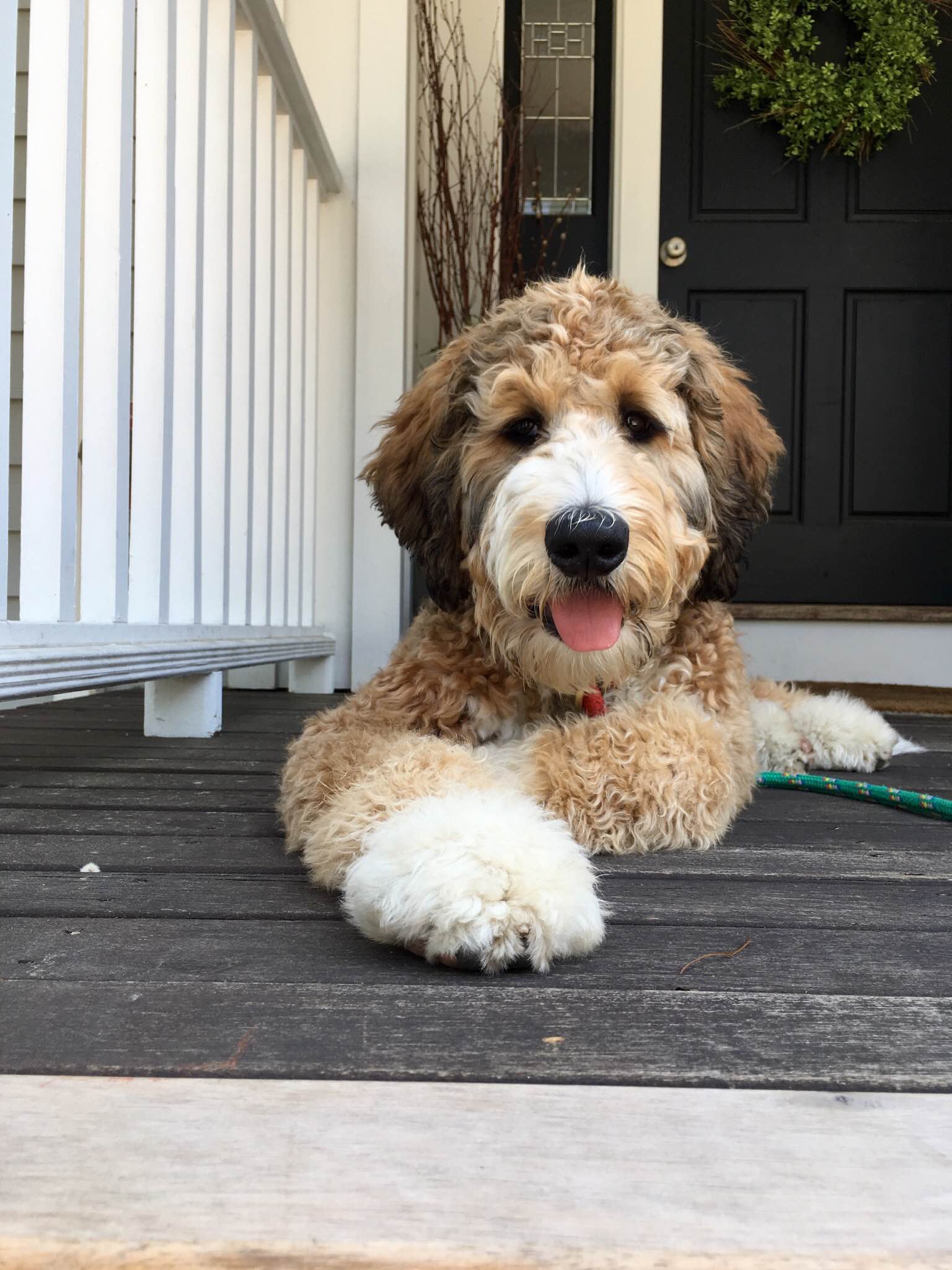 Bernedoodle
