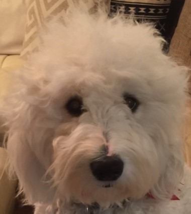 Goldendoodle